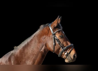 Belgisch Sportpaard, Ruin, 7 Jaar, 170 cm, Bruin