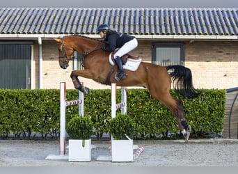 Belgisches Sportpferd, Wallach, 7 Jahre, 177 cm, Brauner