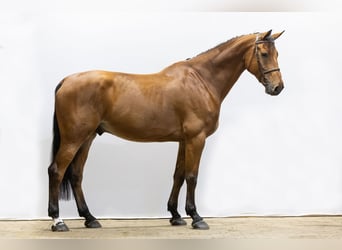 Belgisches Sportpferd, Wallach, 7 Jahre, 177 cm, Brauner