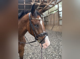 Belgisch Sportpaard, Ruin, 8 Jaar, 167 cm, Donkerbruin
