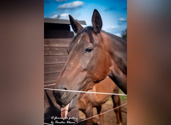 Belgisches Sportpferd, Wallach, 9 Jahre, 162 cm, Brauner