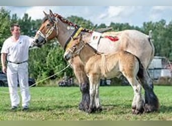 Belgisch trekpaard, Hengst, 1 Jaar, 154 cm, Appelschimmel