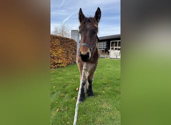 Belgisch trekpaard, Hengst, 1 Jaar