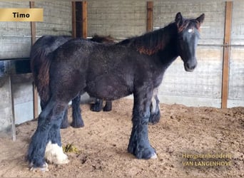 Belgisch trekpaard, Hengst, 1 Jaar, Zwart
