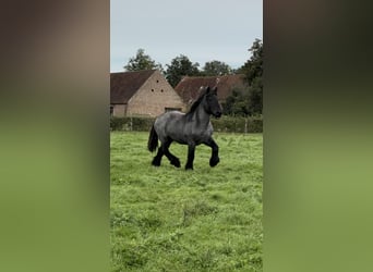 Belgisch trekpaard, Hengst, 2 Jaar, Blauwschimmel