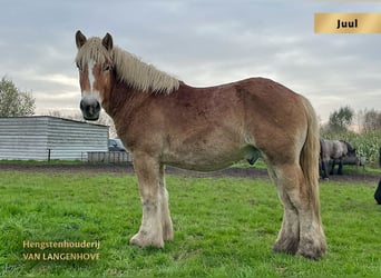 Belgisch trekpaard, Hengst, 2 Jaar, Donkere-vos