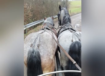 Belgisch trekpaard, Hengst, 3 Jaar