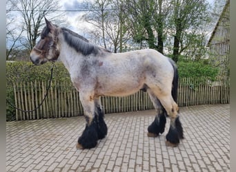 Belgisch trekpaard, Hengst, 3 Jaar