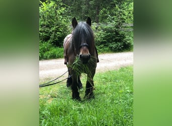 Belgisch trekpaard, Hengst, 5 Jaar, 170 cm, Bruin