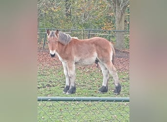 Belgisch trekpaard, Hengst, veulen (05/2024), 170 cm, Bruin