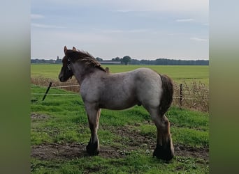 Belgisch trekpaard, Hengst, Veulen (05/2025), 175 cm, Roan-Bay