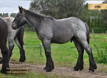 Belgisch trekpaard, Hengst, veulen (05/2023), Blauwschimmel