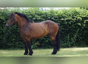 Belgisch trekpaard, Merrie, 12 Jaar, 166 cm, Bruin