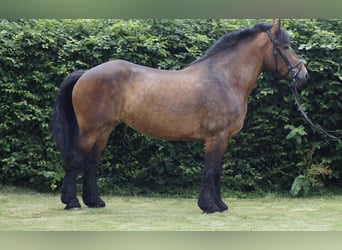 Belgisch trekpaard, Merrie, 12 Jaar, 166 cm, Bruin