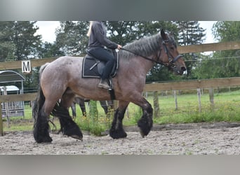 Belgisch trekpaard, Merrie, 15 Jaar, 157 cm, Roan-Bay