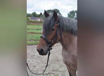 Belgisch trekpaard, Merrie, 15 Jaar, 158 cm, Roan-Bay