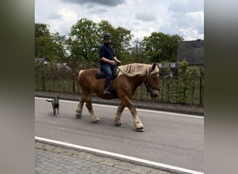 Belgisch trekpaard, Merrie, 15 Jaar, 173 cm, Vos