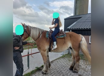 Belgisch trekpaard, Merrie, 17 Jaar, 170 cm, Vos