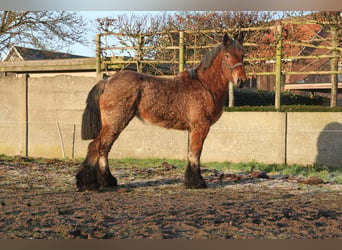 Belgisch trekpaard, Merrie, 2 Jaar