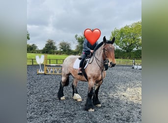 Belgisch trekpaard, Merrie, 4 Jaar, 155 cm, Roan-Bay