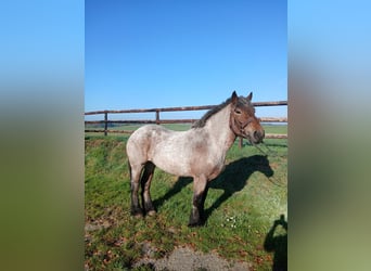 Belgisch trekpaard, Merrie, 4 Jaar, 160 cm, Blauwschimmel