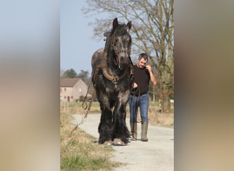 Belgisch trekpaard, Merrie, 4 Jaar, Blauwschimmel