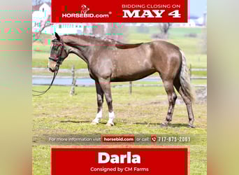 Belgisch trekpaard Mix, Merrie, 4 Jaar, Palomino