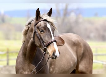 Belgisch trekpaard Mix, Merrie, 4 Jaar, Palomino