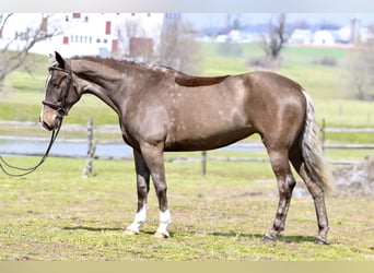 Belgisch trekpaard Mix, Merrie, 4 Jaar, Palomino