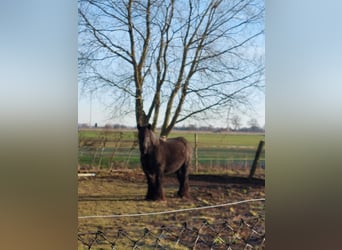 Belgisch trekpaard, Merrie, 5 Jaar, 166 cm, Blauwschimmel
