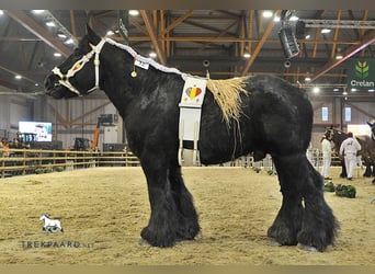 Belgisch trekpaard, Merrie, 5 Jaar, 166 cm, Blauwschimmel