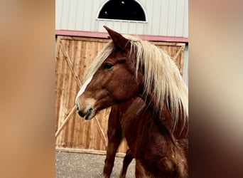 Belgisch trekpaard, Merrie, 5 Jaar, 188 cm, Roodvos