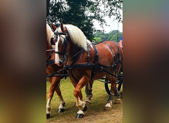 Belgisch trekpaard, Merrie, 7 Jaar