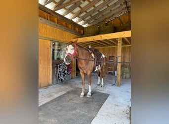 Belgisch trekpaard Mix, Merrie, 7 Jaar, Donkere-vos
