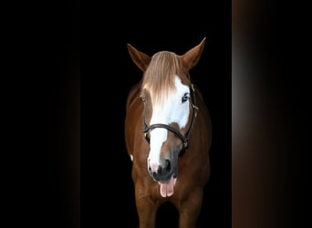 Belgisch trekpaard Mix, Merrie, 7 Jaar, Donkere-vos