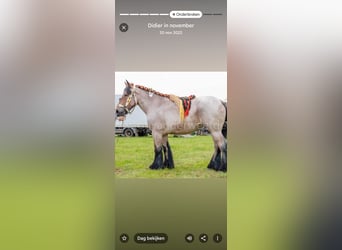 Belgisch trekpaard, Merrie, 8 Jaar, 172 cm, Roan-Bay