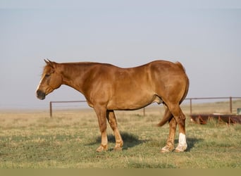 Belgisch trekpaard Mix, Ruin, 10 Jaar, 157 cm, Roodvos