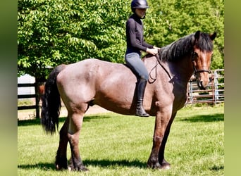 Belgisch trekpaard Mix, Ruin, 11 Jaar, Roan-Red