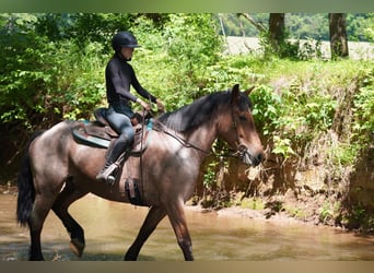 Belgisch trekpaard Mix, Ruin, 11 Jaar, Roan-Red