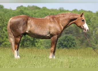 Belgisch trekpaard, Ruin, 12 Jaar, 163 cm, Roodvos