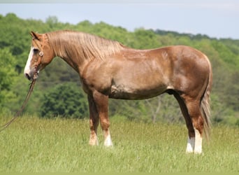 Belgisch trekpaard, Ruin, 12 Jaar, 163 cm, Roodvos