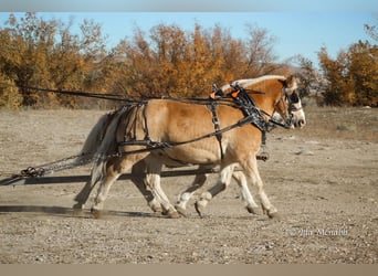 Belgisch trekpaard Mix, Ruin, 13 Jaar, 152 cm, Roodvos