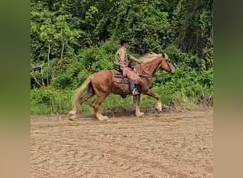 Belgisch trekpaard, Ruin, 13 Jaar, 163 cm, Roodvos