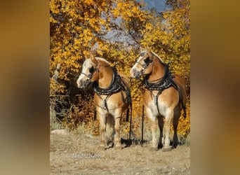 Belgisch trekpaard Mix, Ruin, 14 Jaar, 152 cm, Roodvos