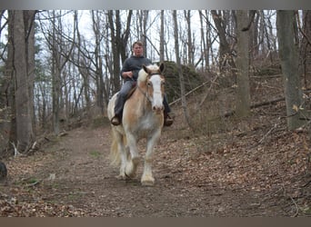 Belgisch trekpaard, Ruin, 15 Jaar, Roan-Red