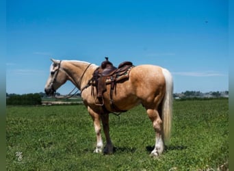 Belgisch trekpaard, Ruin, 16 Jaar, 163 cm, Palomino