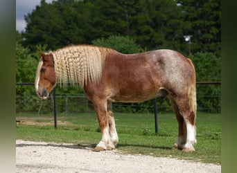 Belgisch trekpaard, Ruin, 16 Jaar, Roan-Red