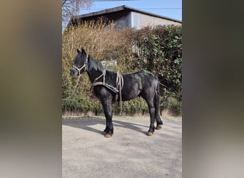 Belgisch trekpaard Mix, Ruin, 2 Jaar, Zwart