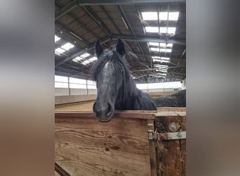 Belgisch trekpaard Mix, Ruin, 2 Jaar, Zwart