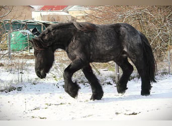 Belgisch trekpaard, Ruin, 3 Jaar, 165 cm, Roan-Blue